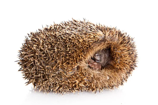 Hedgehog on a white background — Stock Photo, Image