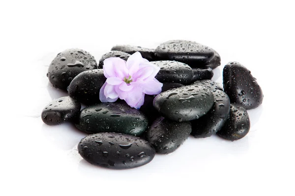 Pedras de spa com gotas e flores isoladas em branco Imagem De Stock