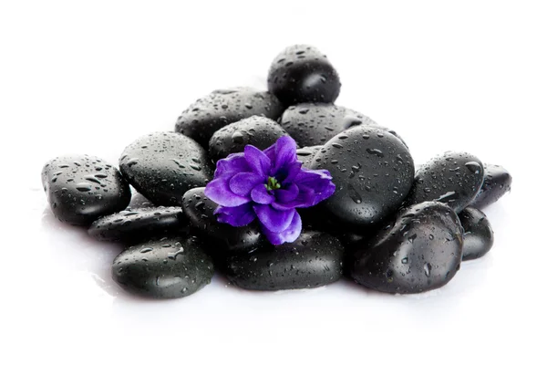 Pedras de spa com gotas e flores isoladas em branco Imagens Royalty-Free