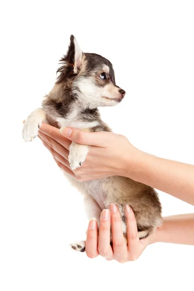 Hands holding puppy. little puppy sitting on the hand. chihuahu — Stock Photo, Image