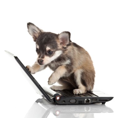 beyaz zemin üzerinde bir laptop önünde bir tatlı chihuahua köpek portresi