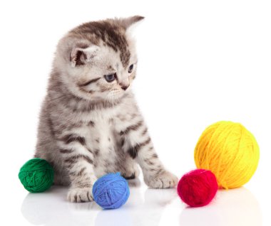Yumak yumağı olan kedi yavrusu. Beyaz arka planda küçük kedi yavrusu.
