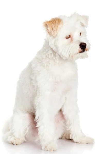 Bílý pes na bílém pozadí — Stock fotografie