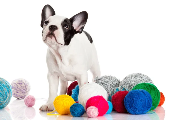 Cachorro Bulldog francés con bolas de lana aisladas sobre fondo blanco . — Foto de Stock