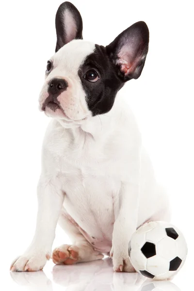 Fransk bulldog valp med leksak boll över vita — Stockfoto