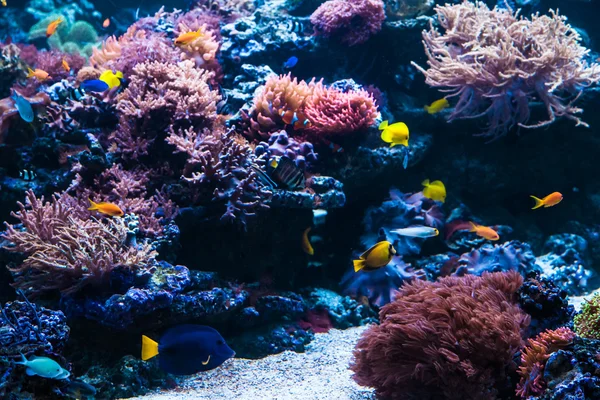 Tropical Fish — Stock Photo, Image