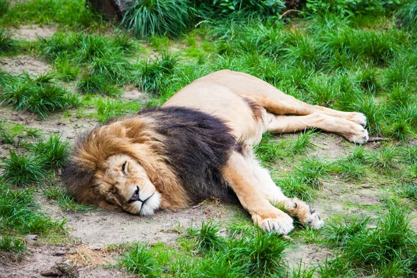 Leão adormecido . — Fotografia de Stock