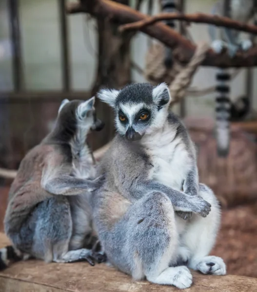 Prsten sledoval lemur. — Stock fotografie