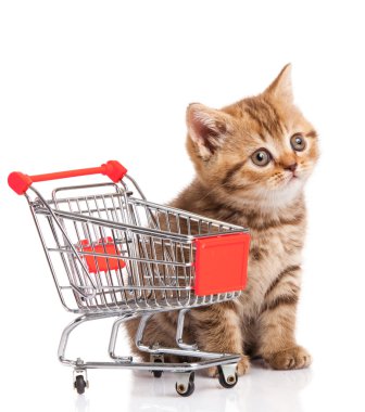 alışveriş sepeti üzerine beyaz izole ile İngiliz bir kedi. yavru osolate