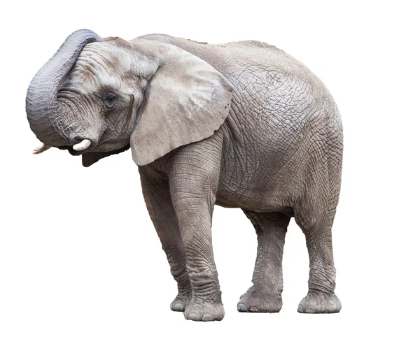 Elefánt elszigetelt. — Stock Fotó