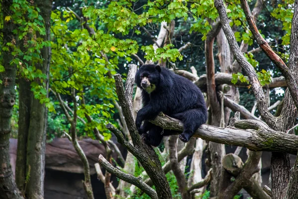 Schwarzbär — Stockfoto