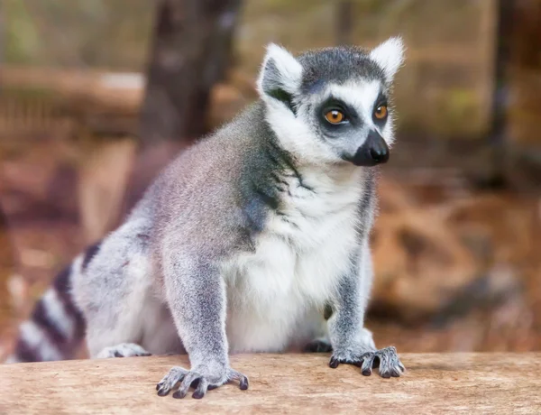 Lemur Kata. — Stock fotografie