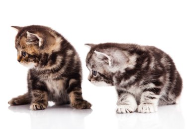 beyaz zemin üzerinde iki yavru kedi