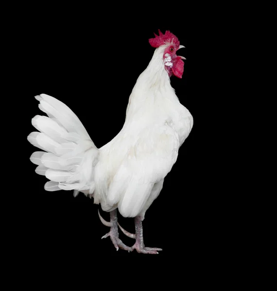 White Cock isolated on a black background — Stock Photo, Image