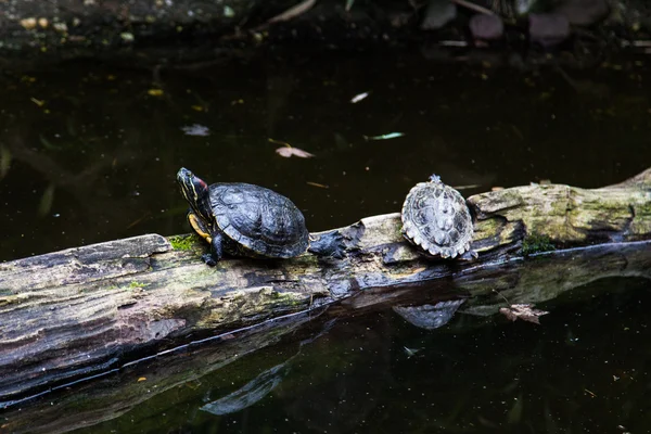 Schildpadden. — Stockfoto