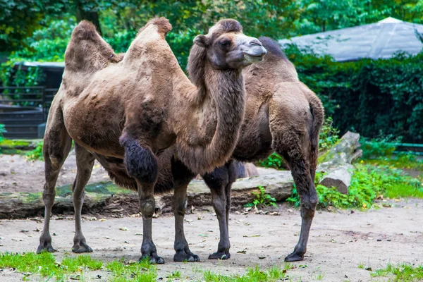 Kamel i en zoo park — Stockfoto