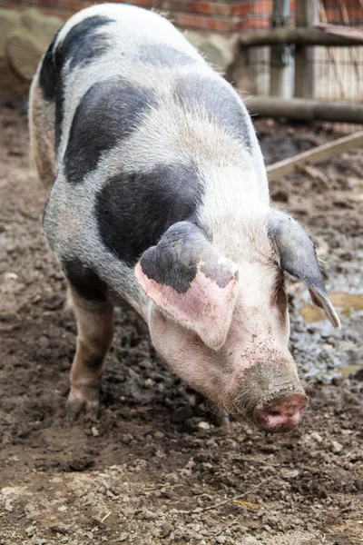 The Pig — Stock Photo, Image