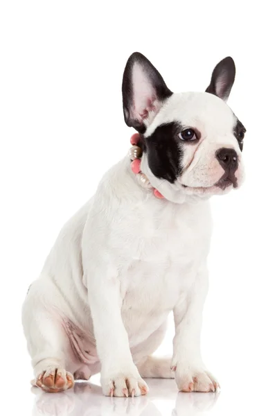 Franse bulldog puppy. — Stockfoto