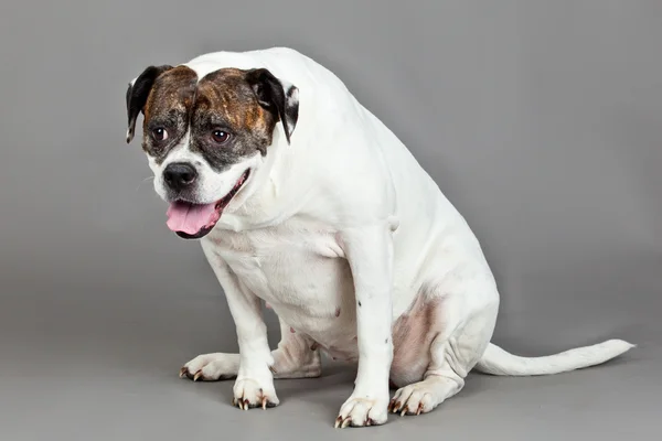 Retrato de American Bulldog sobre fondo gris —  Fotos de Stock