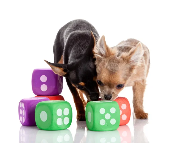 Chihuahua , 5 months old. chihuahua dog with dice — Stock Photo, Image