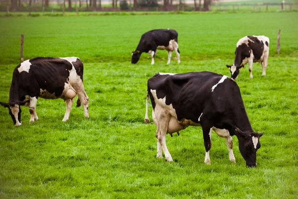 Kor på ängen med grönt gräs. bete kalvar — Stockfoto