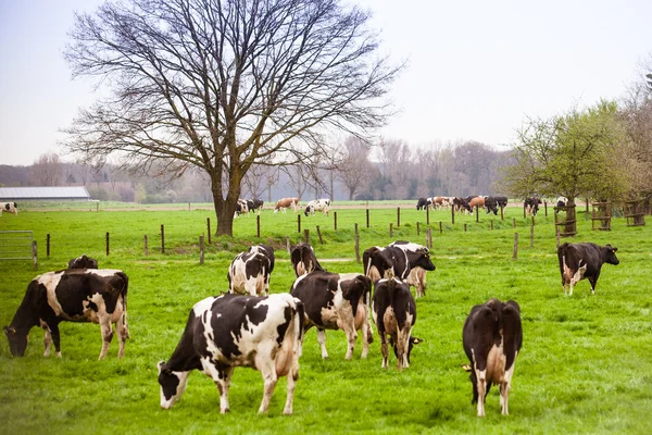 Vacas en el prado con hierba verde. Terneros pastoreadores — Foto de Stock