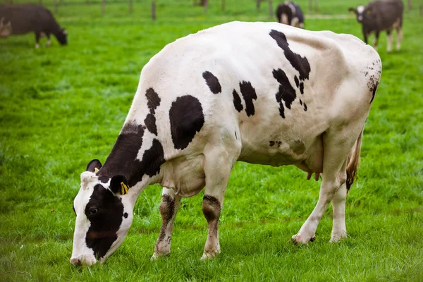 Vacas en el prado con hierba verde. Terneros pastoreadores —  Fotos de Stock