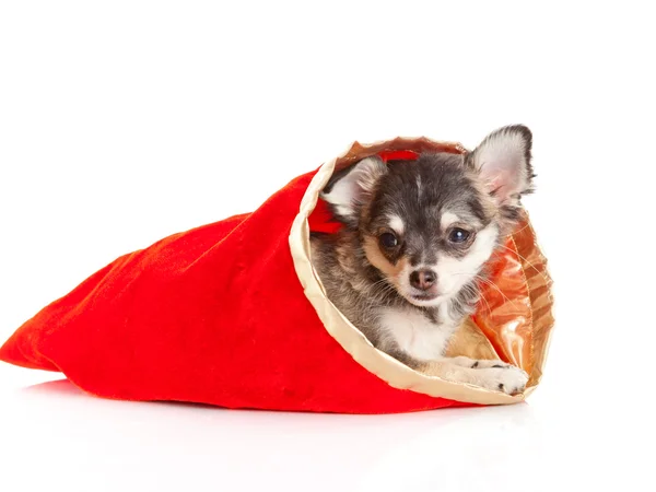 Chihuahua puppy for Christmas — Stock Photo, Image