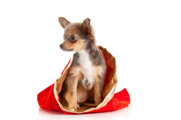 Chihuahua köpek Noel — Stok fotoğraf