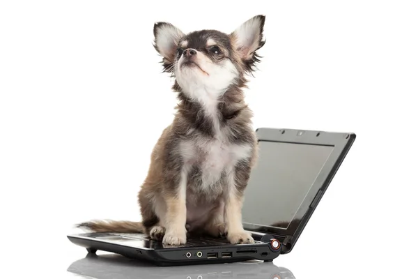 Retrato de un lindo perro chihuahua frente a un portátil sobre fondo blanco . — Foto de Stock