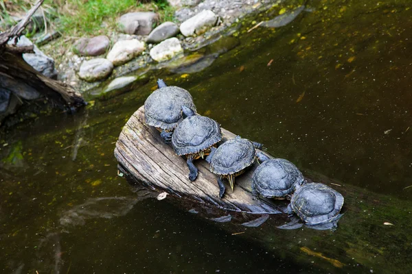 Schildpadden. — Stockfoto