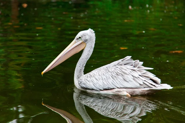 Pelican reflecting in water. Pelican in green pond — Stock Photo, Image