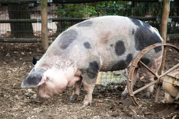 Cerdo en un parque zoológico —  Fotos de Stock