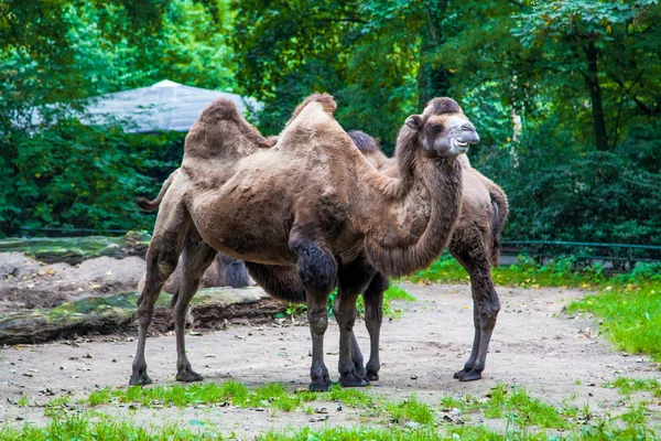 Kamel i en zoo park — Stockfoto
