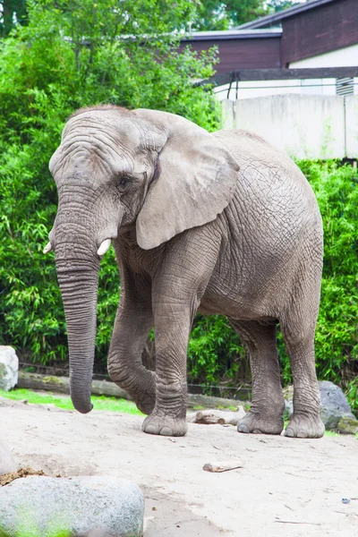 Afrikanischer Buschelefant im Zoo — Stockfoto