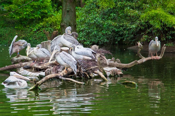 Grupo de pelicanos brancos. Ninho pelicano — Fotografia de Stock