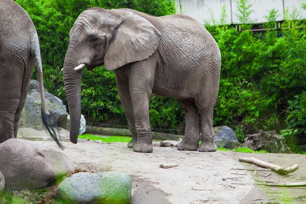 動物園でアフリカのブッシュゾウ — ストック写真