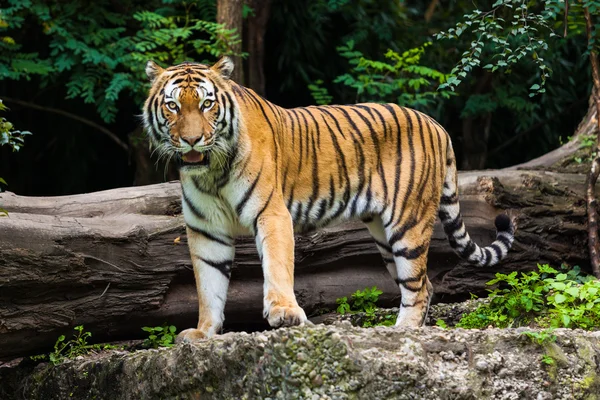 Tygr v zoo parku — Stock fotografie