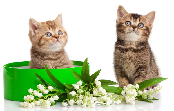 Kittens in groene giftdoos geïsoleerd op wit. — Stockfoto