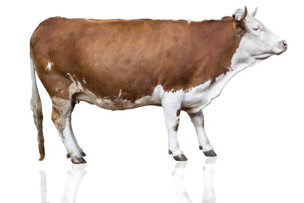 cow isolated on white