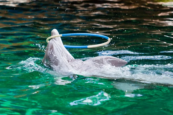 Дельфін грає з обручем — стокове фото