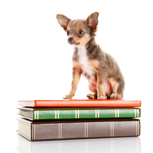 Σκύλος στα βιβλία. Τσιουάουα κουτάβι — Φωτογραφία Αρχείου