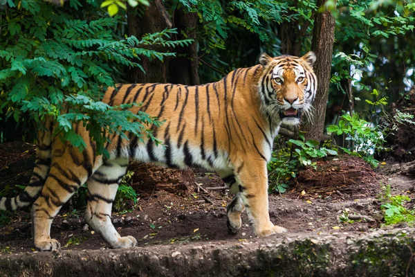 Tiger im Zoo-Park — Stockfoto