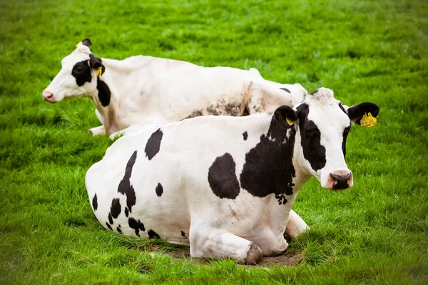 Vacas no prado com relva verde. Bezerros raivosos — Fotografia de Stock