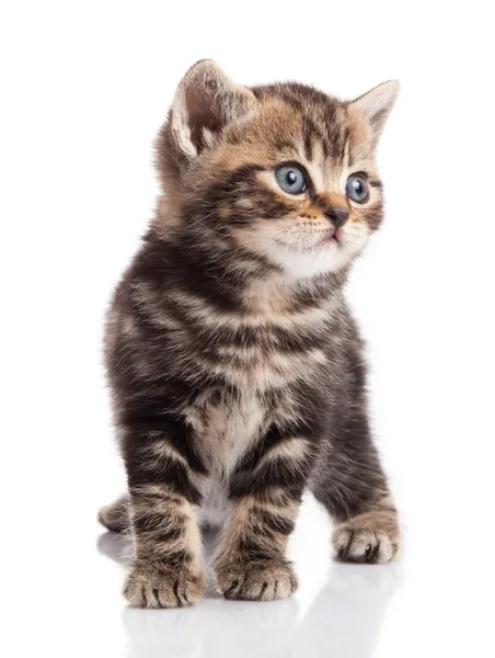 Kitten on a white background Stock Picture