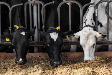 Çiftlikteki inekler. Çiftlikteki süt inekleri.