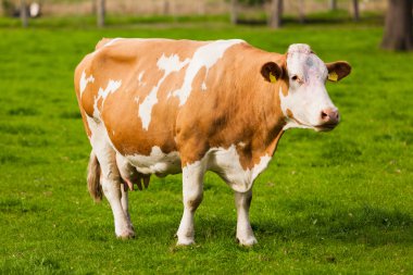 İnekler çayır üzerinde. buzağılar otlatma