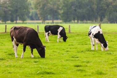 İnekler çayır üzerinde. buzağılar otlatma