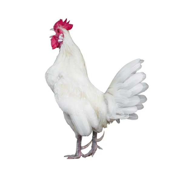 Cock isolerad på en vit bakgrund — Stockfoto