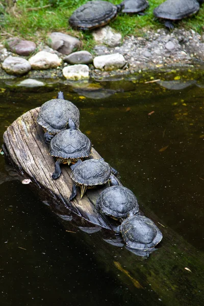 Schildkröten. — Stockfoto